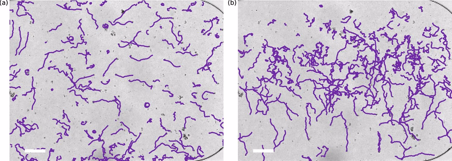 Does aerotaxis cause organisms to follow the oxygen gradient?
