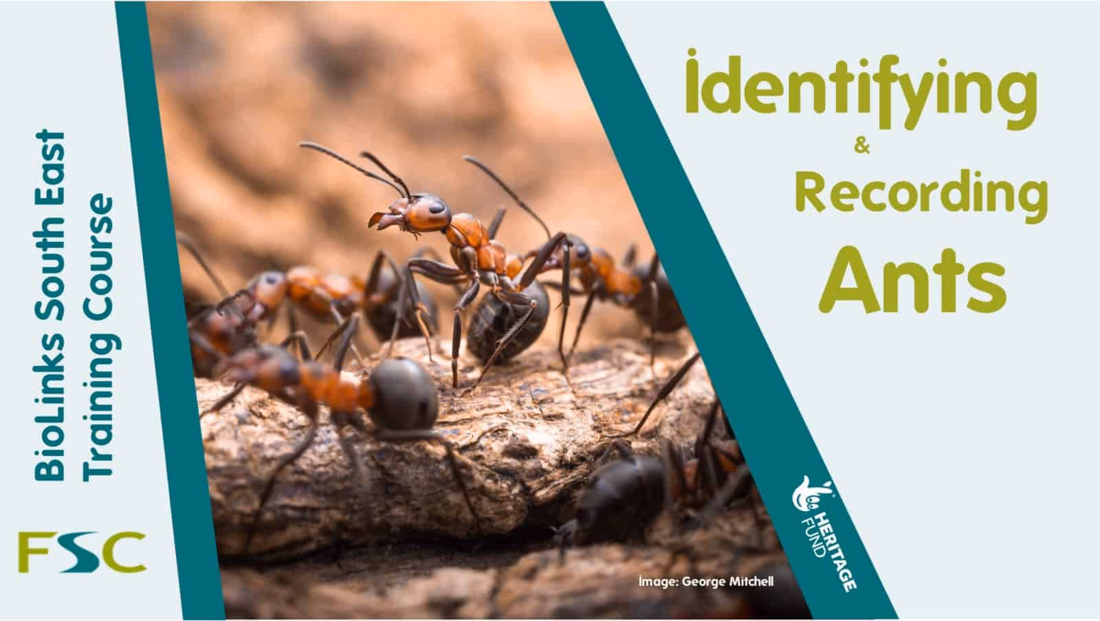 Who are Guildford minibus taxis?