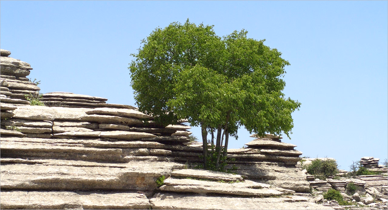 How much does it cost to travel from Antequera to Malaga?