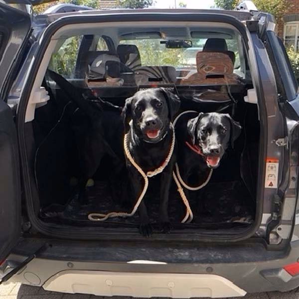 Who are Ashford paws?