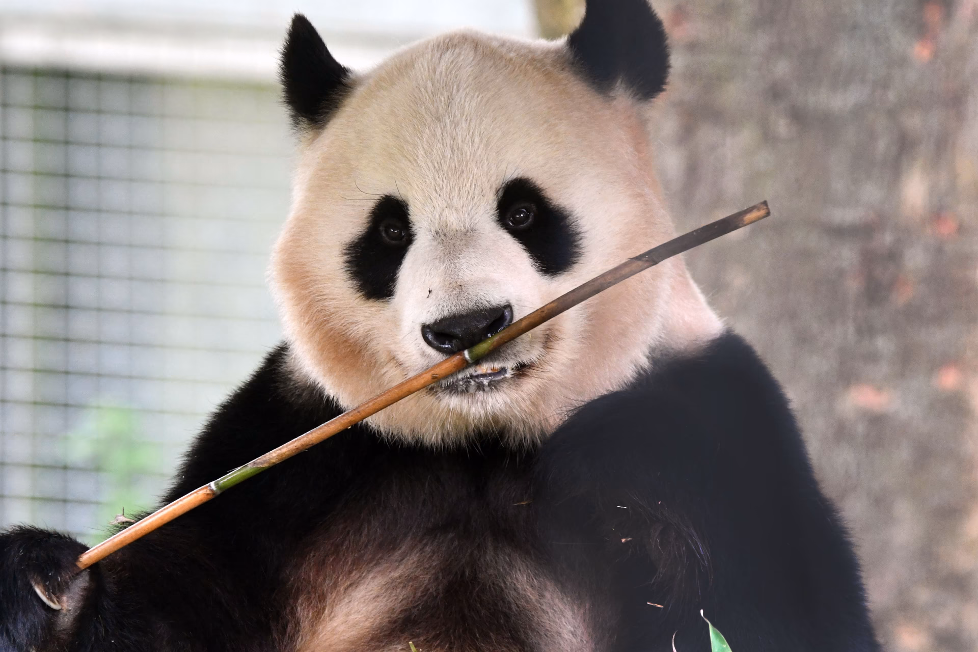 Where is Chester Zoo?