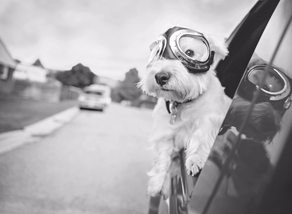 Can petpals Walk my Dog?