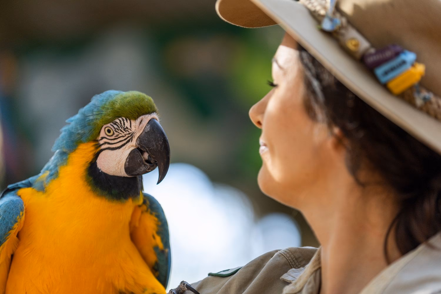 How to get from Townsville to Billabong Sanctuary?