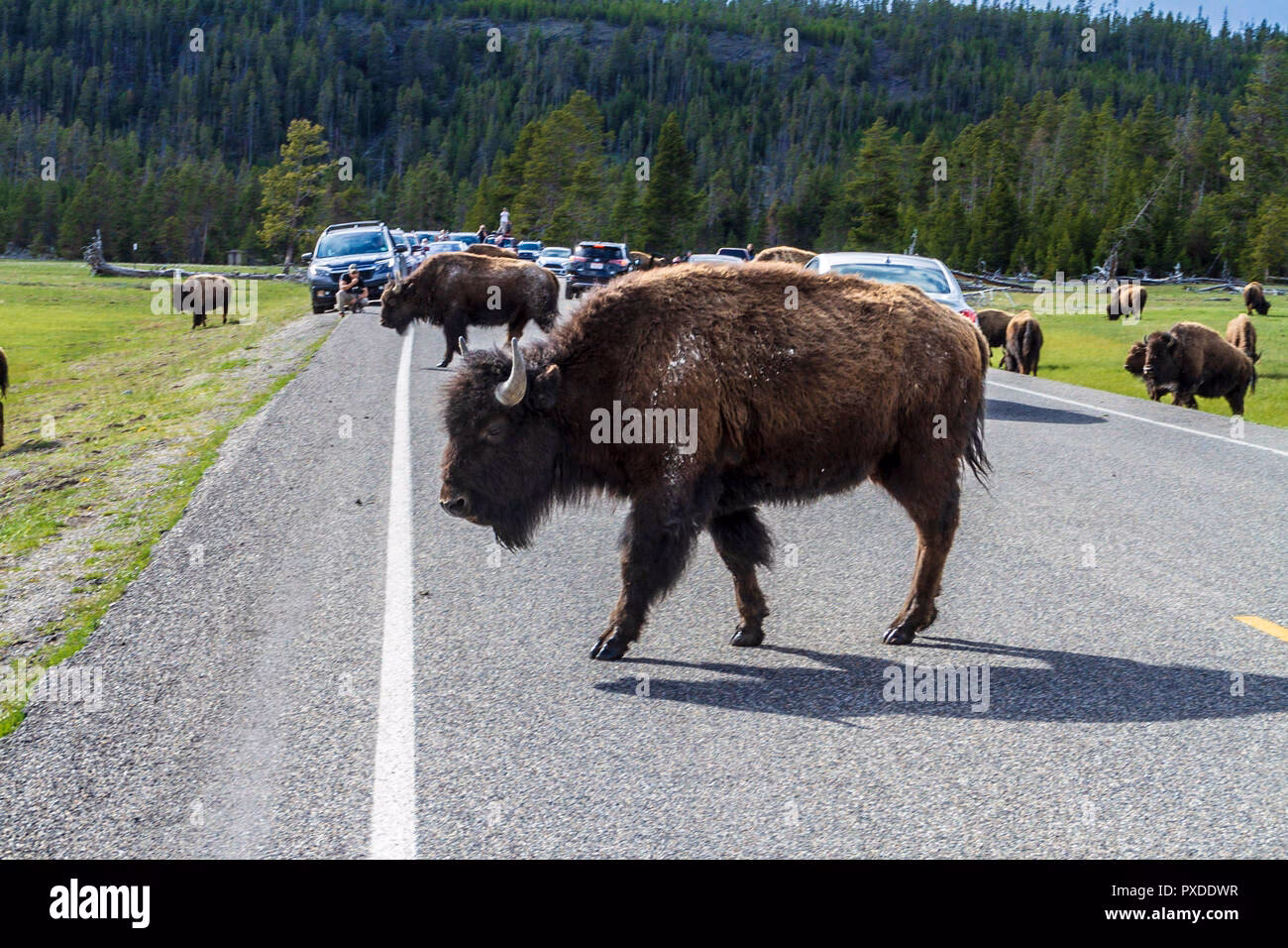 Where can I get a taxi to Buffalo Airport?