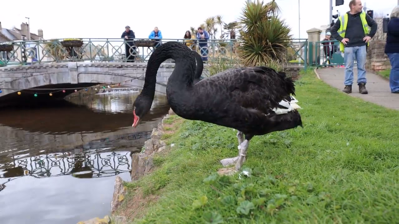 Are there black swans in the UK?