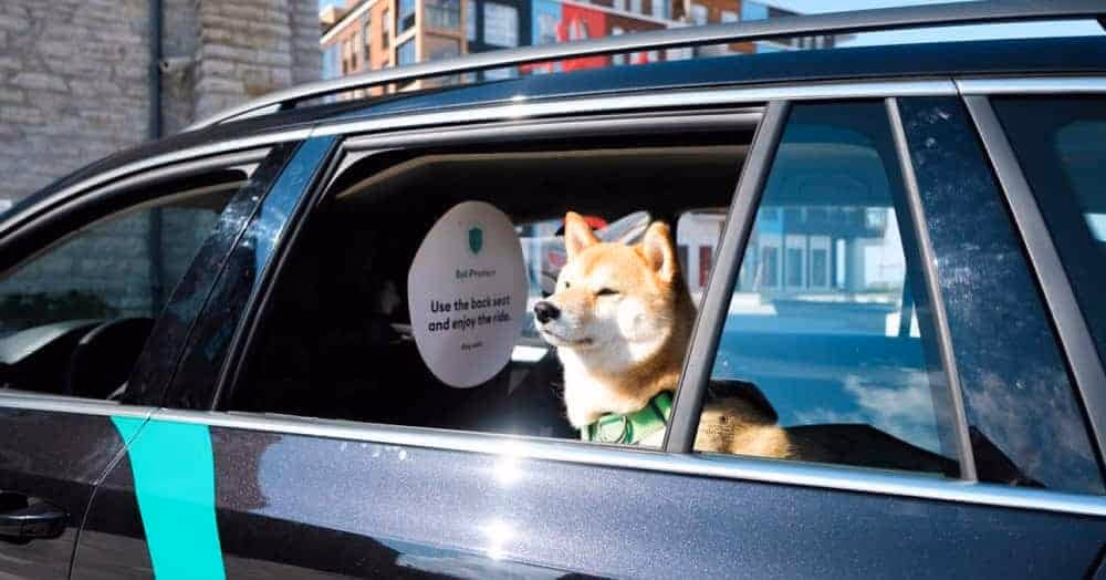 Does bolt have a pet category?