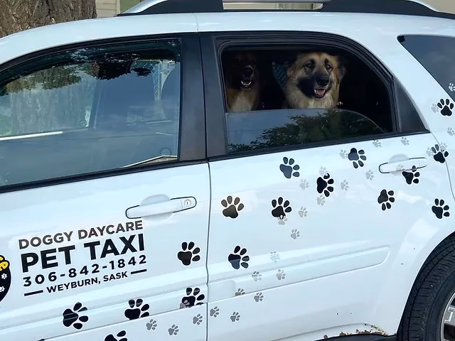 What services do pet taxi services offer?