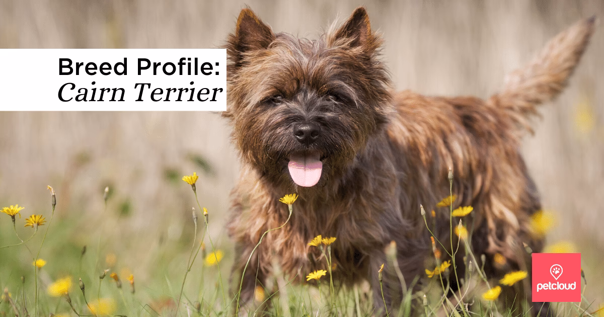 What is Cairns Taxis?