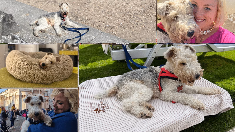 Can I take my Pet on a train in Italy?