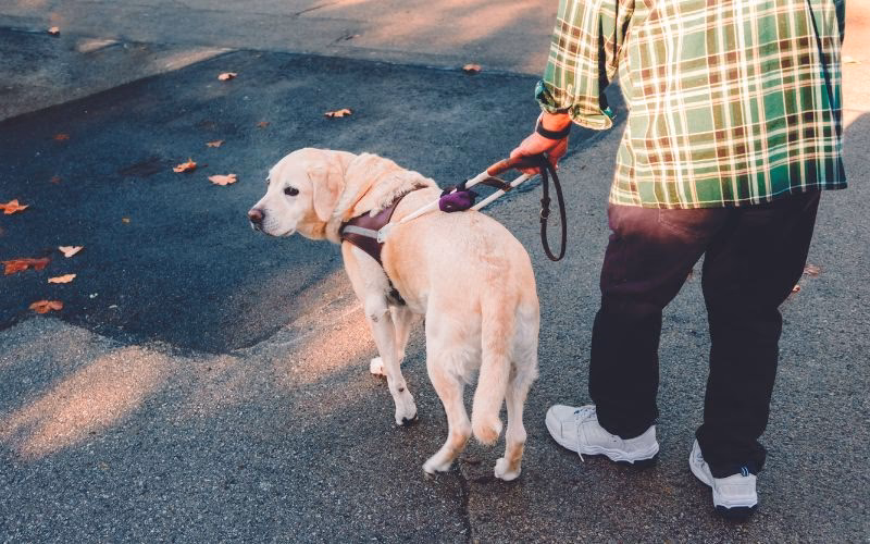 Can a disabled person take a guide dog in a taxi?