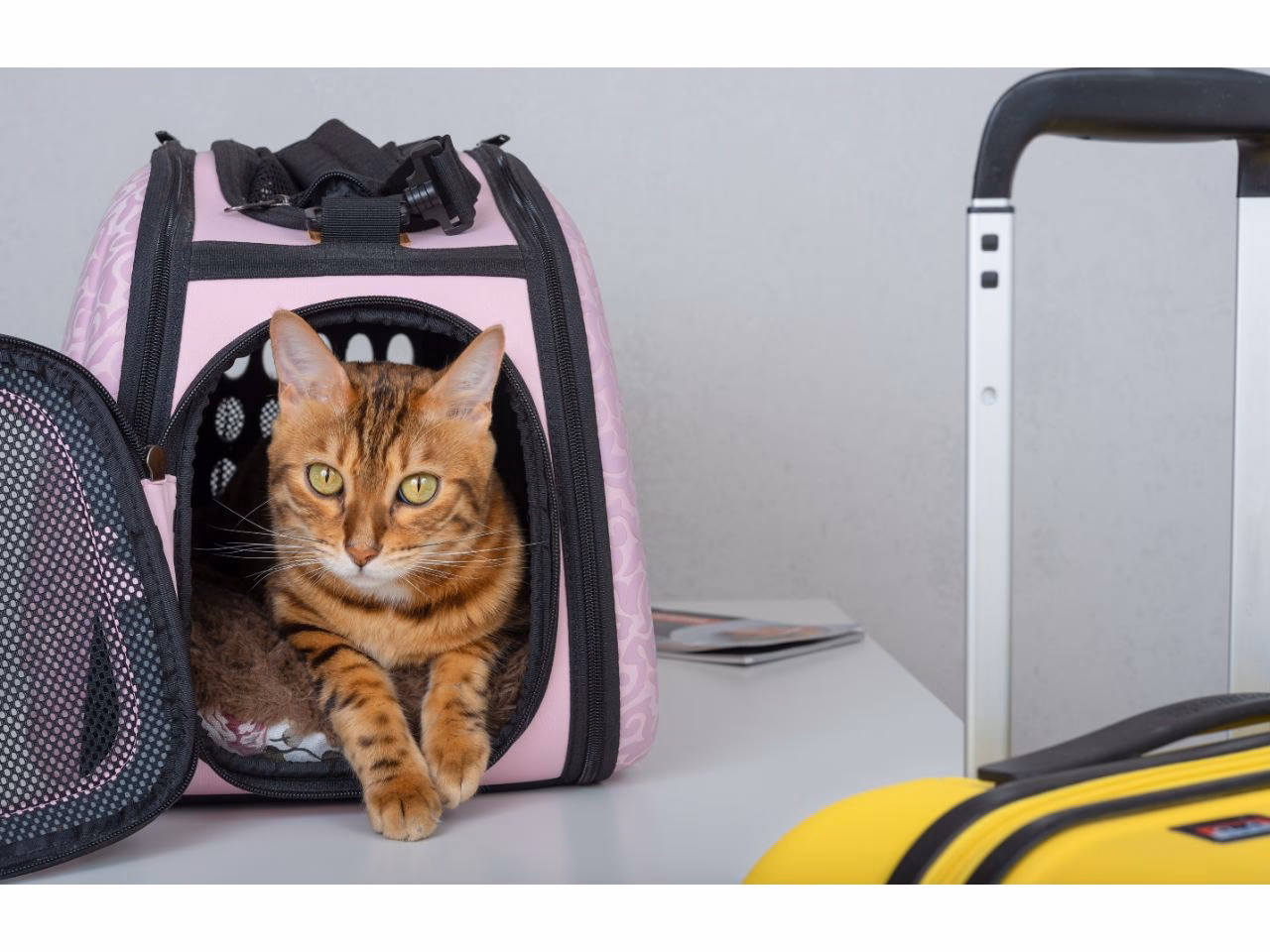 What is a pet taxi service?