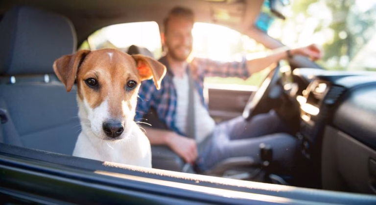 Can you ride a cab with a dog?