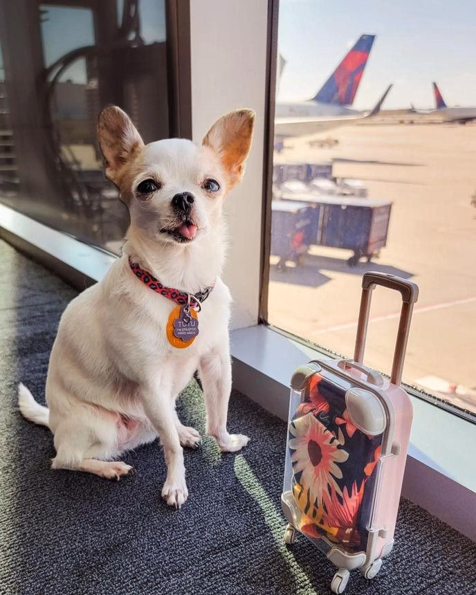 Can a pet travel on Delta Airlines?