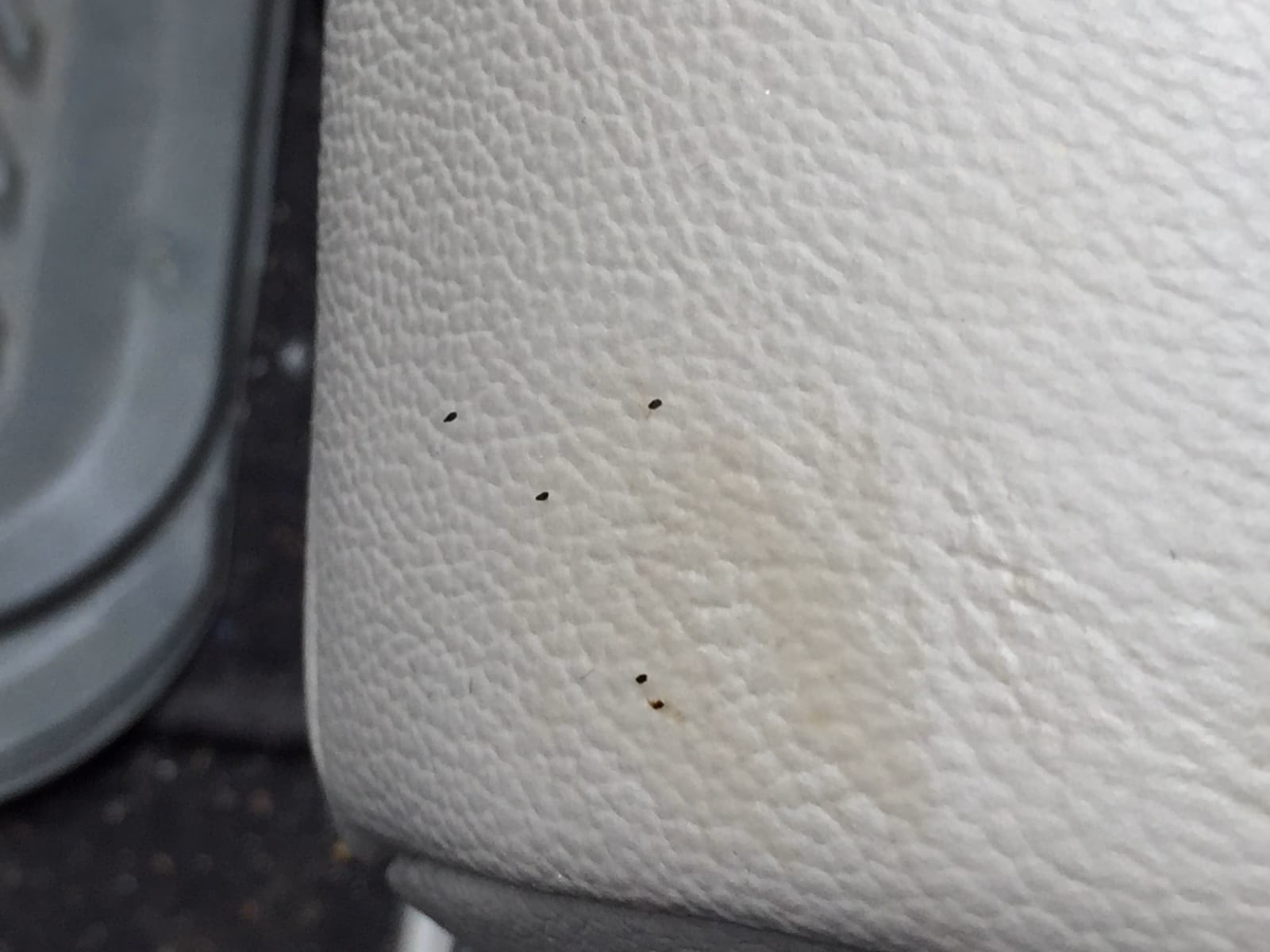 Can you pick up bed bugs from a bus or train?