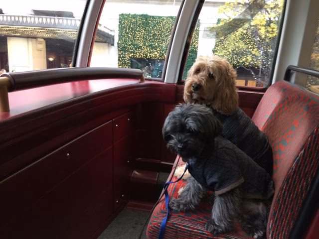 Can You take Your Dog in a taxi in the UK?