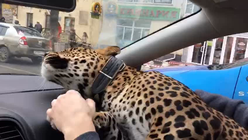 Where can I book a cheetah car in London?