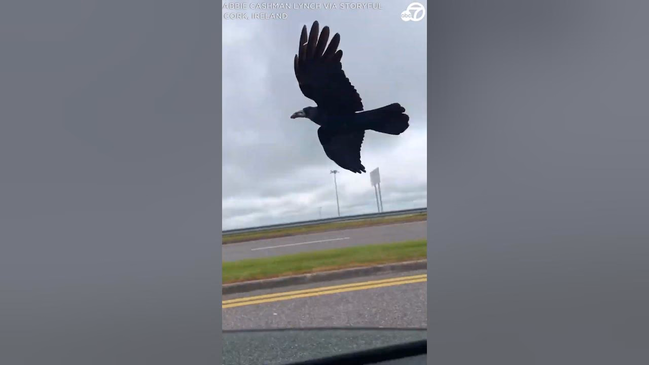 Did a 20-year-old eat a crow from a taxi?