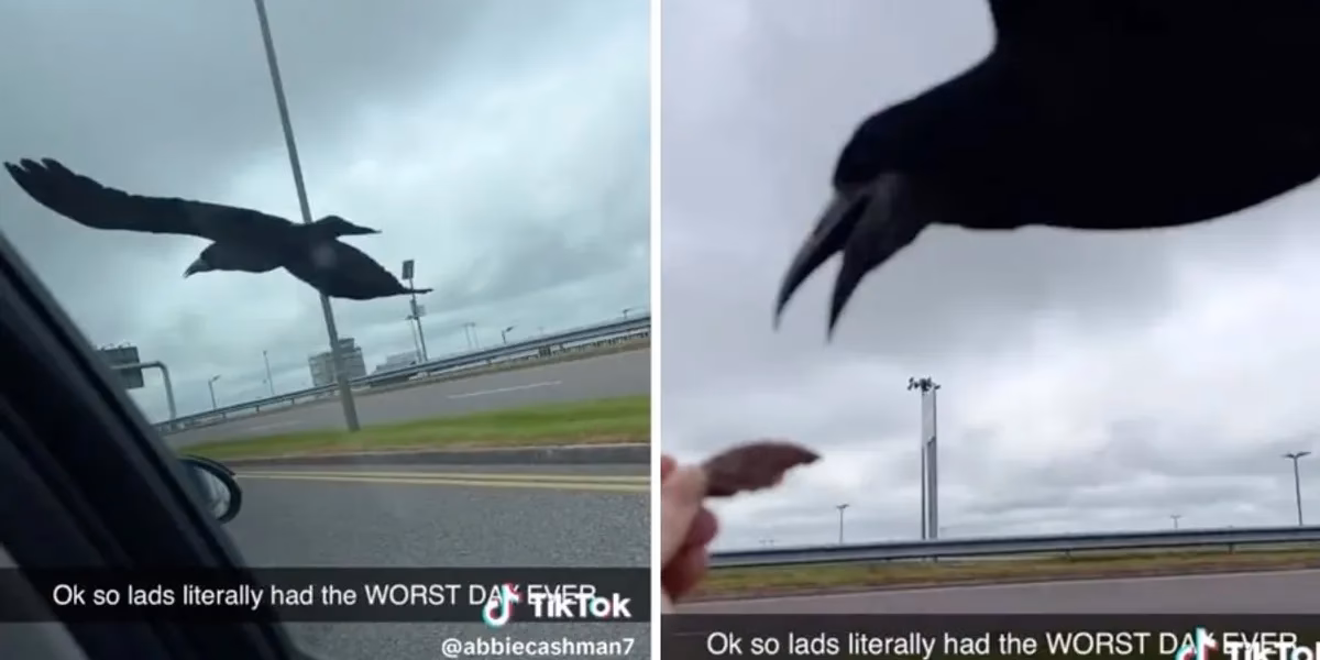 Is Crow Flies travel a good company?