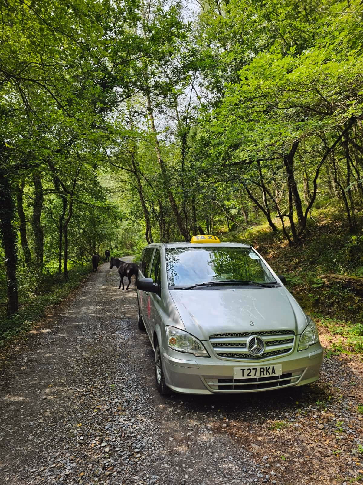 What to do in Dartmoor?