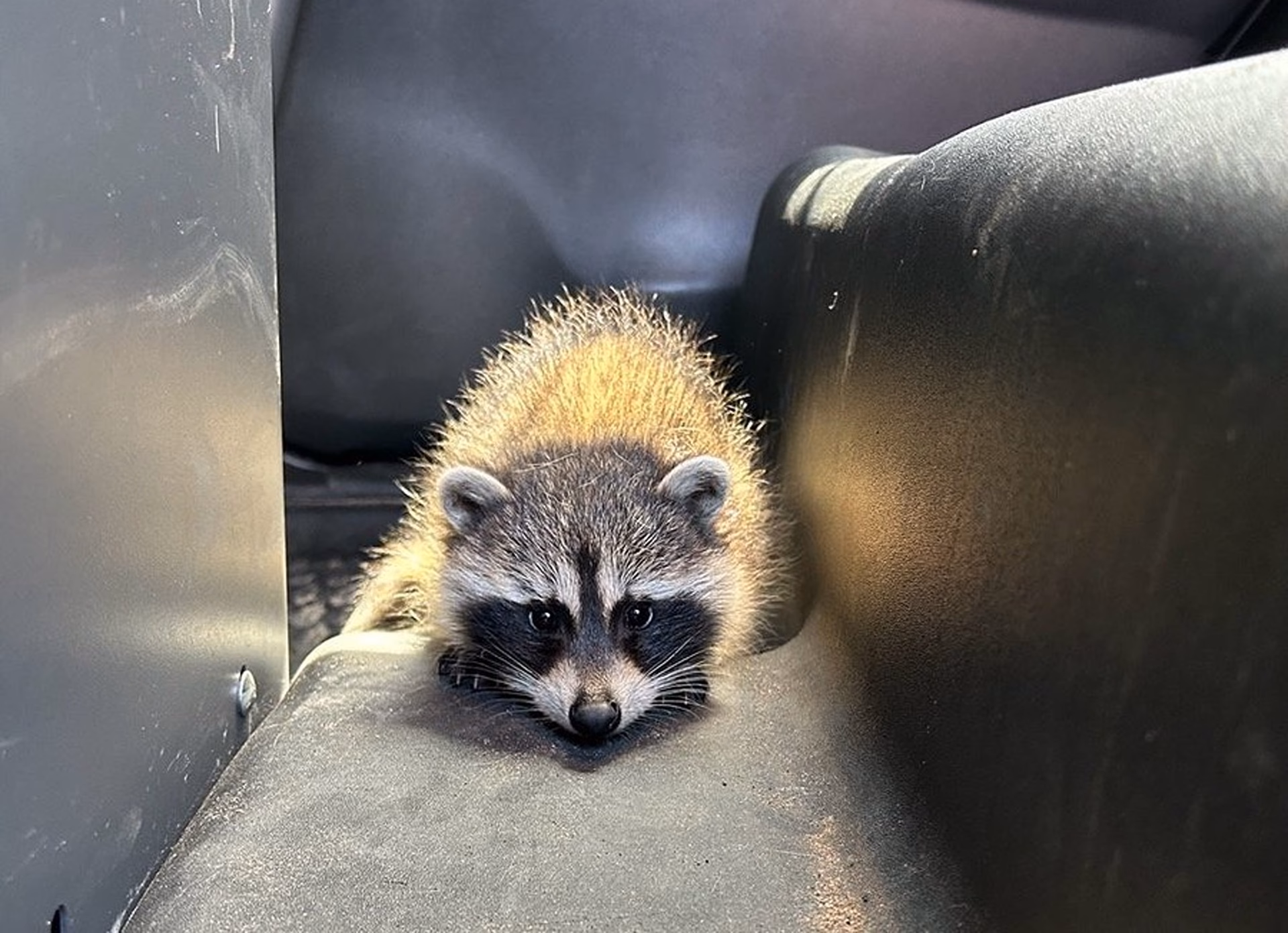 Where do raccoon & promohire work?