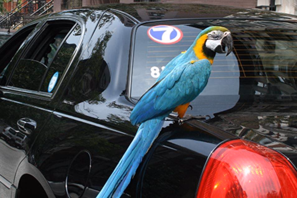 Is Dial 7 a reliable car service company?