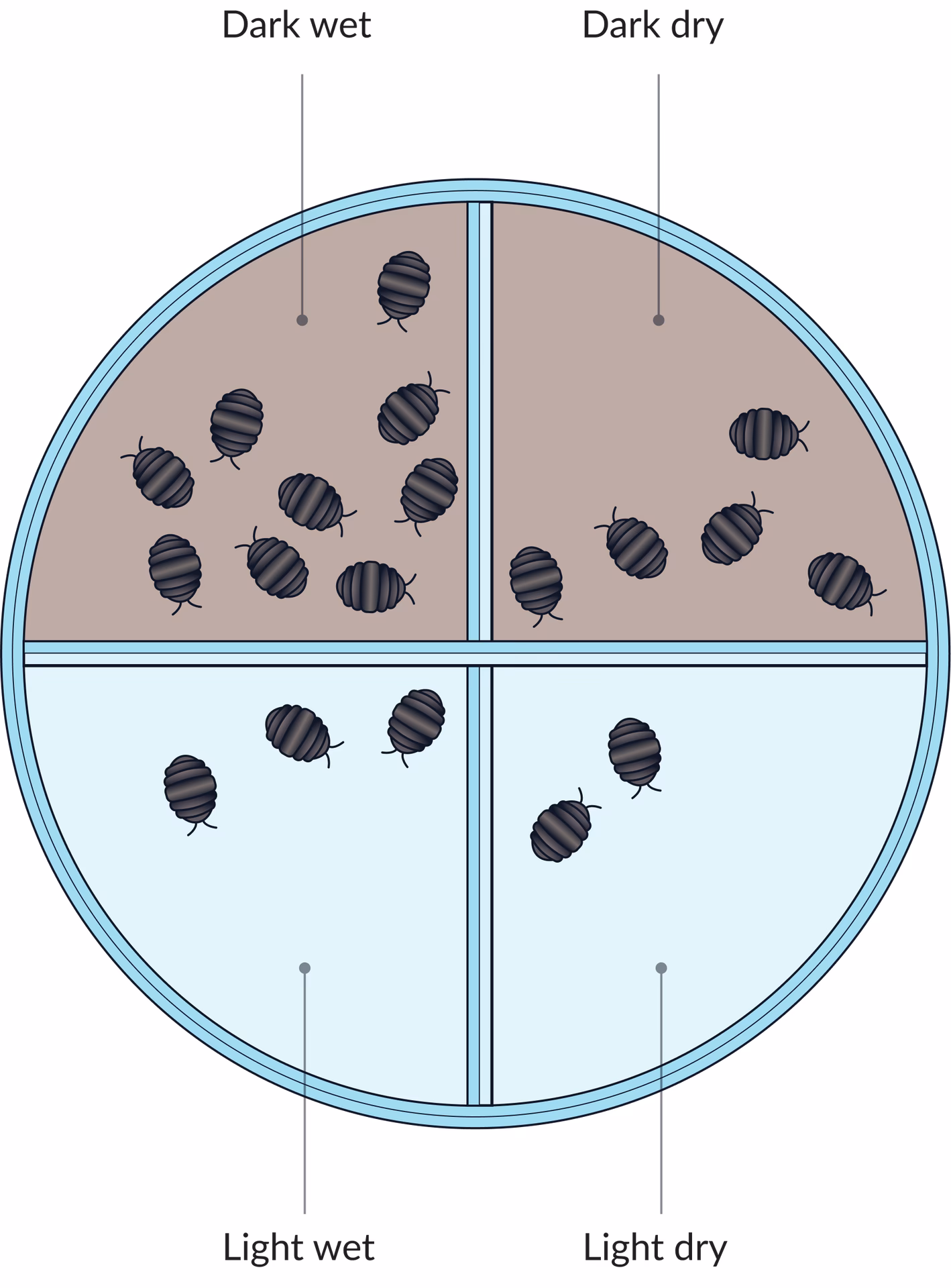 Why do maggots have a negative phototaxis?