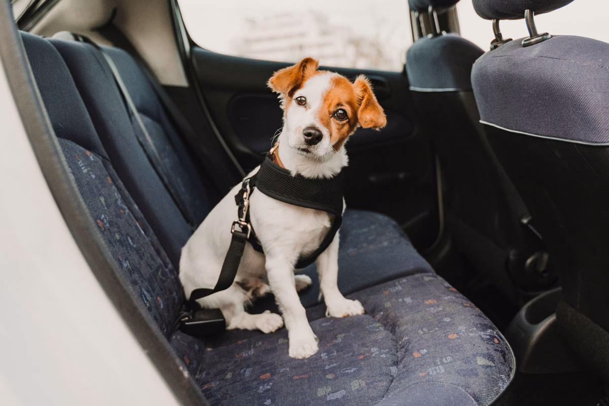 Can pet taxi UK transport my Pet?