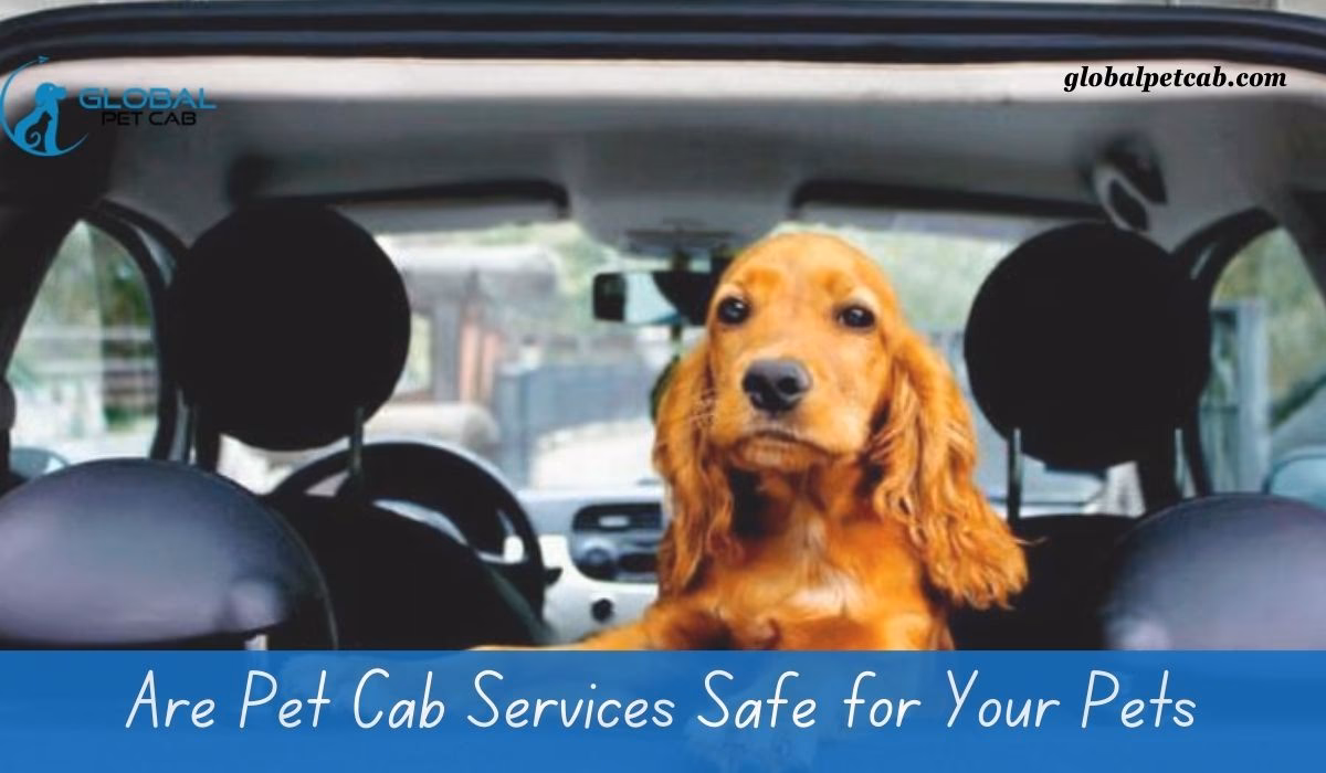 What services does pet taxi UK offer?