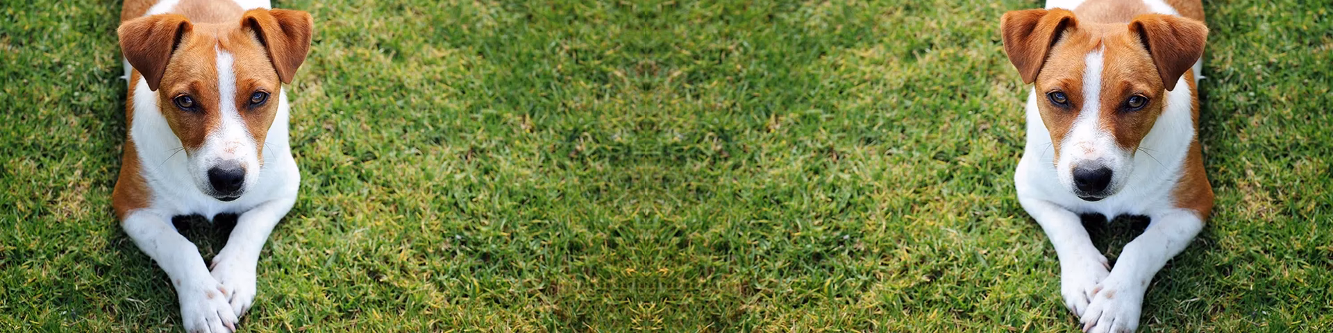 Are Dogs Allowed on Swanage Beach?