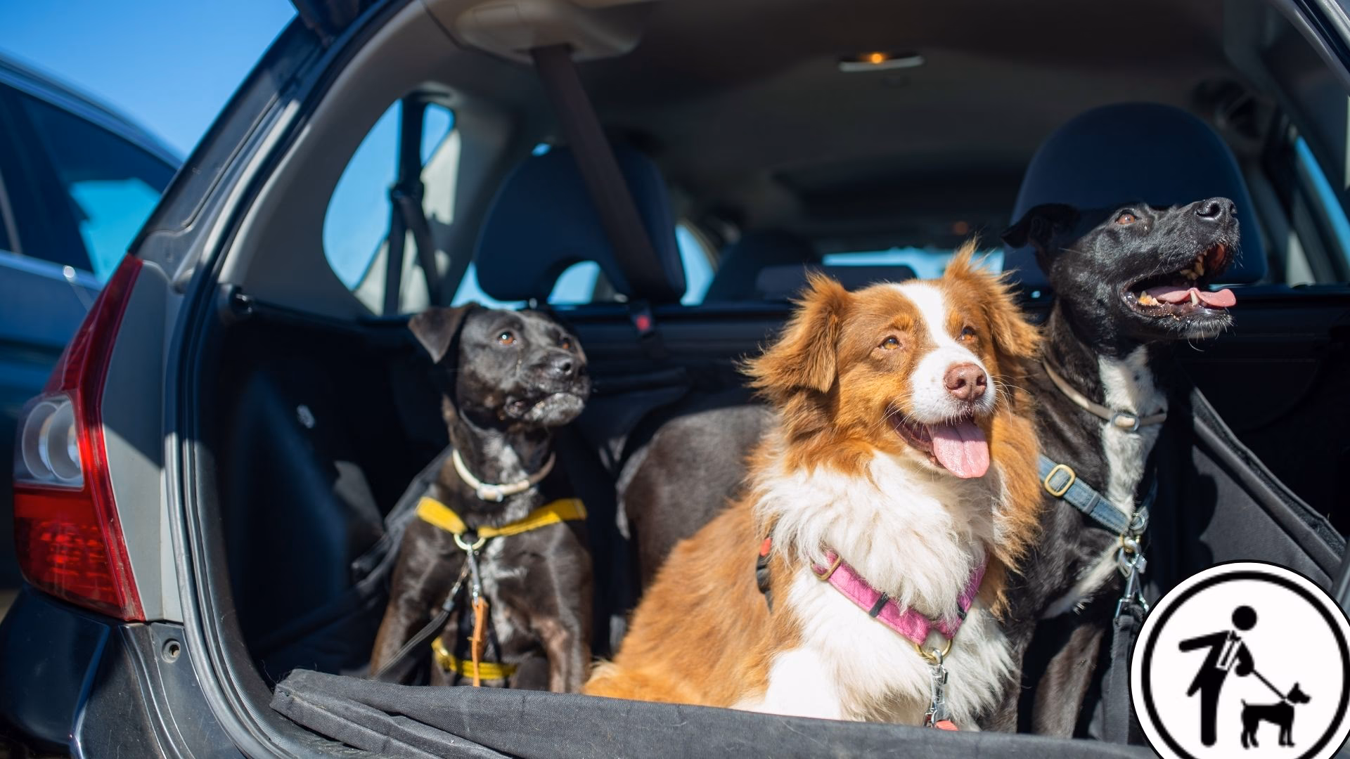 Are Dogs Allowed in Scarborough & Whitby & Filey?