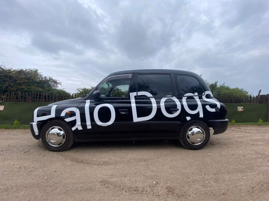 Can you take a dog on a bus in Brighton?