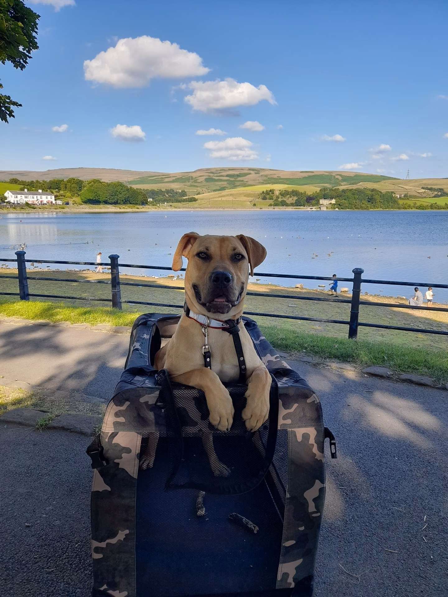 Are there dog friendly hotels in Manchester?