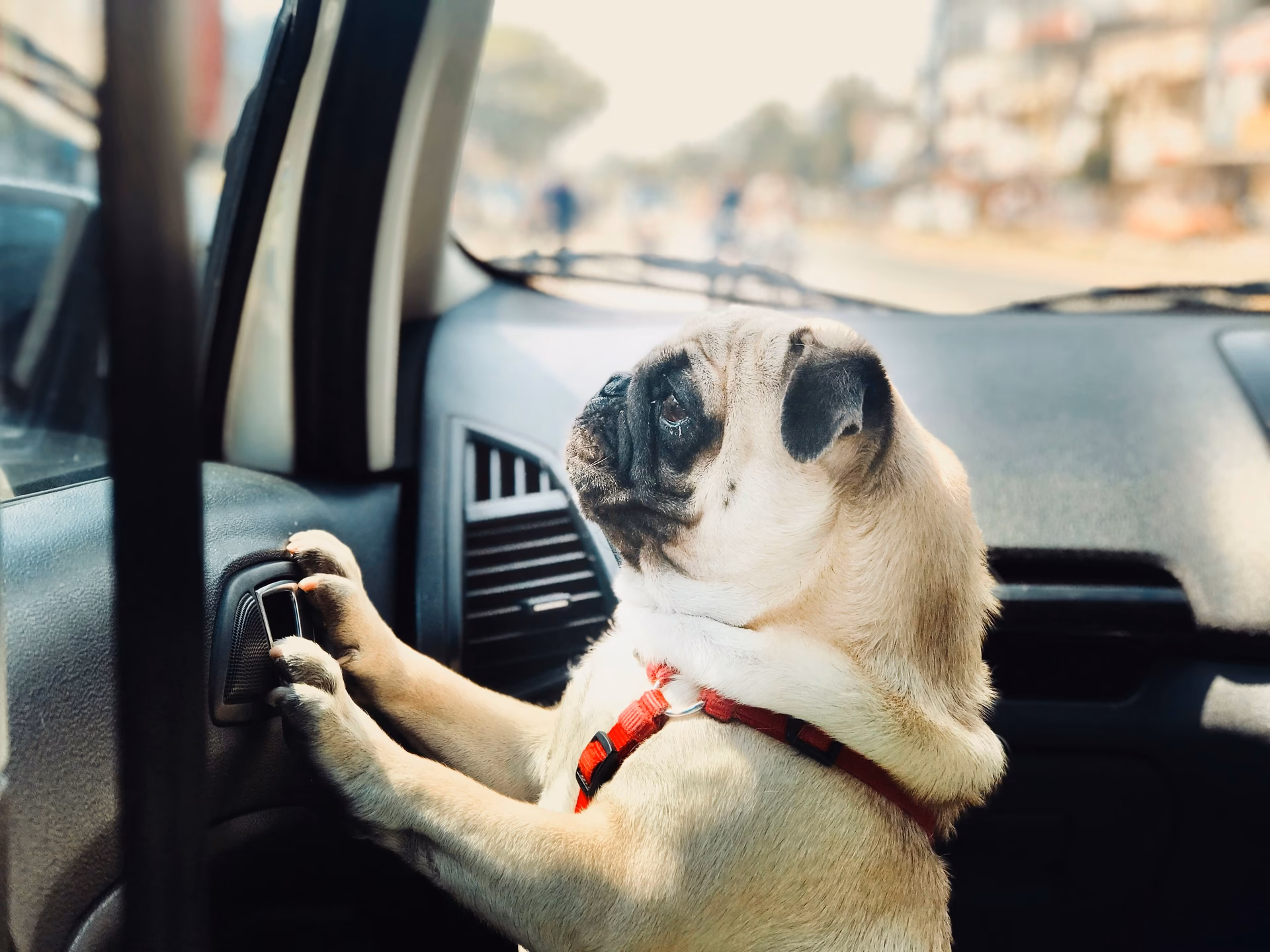 What is the UK law on having a dog in the car?