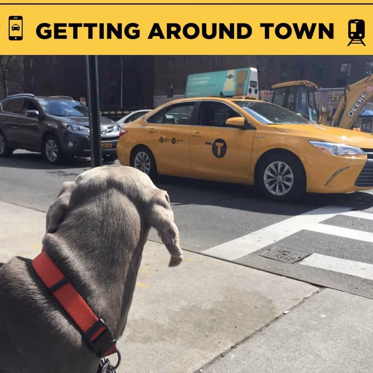 Should you bring your dog to York?