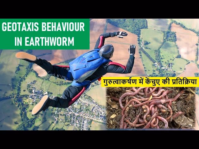 Where do earthworms live?