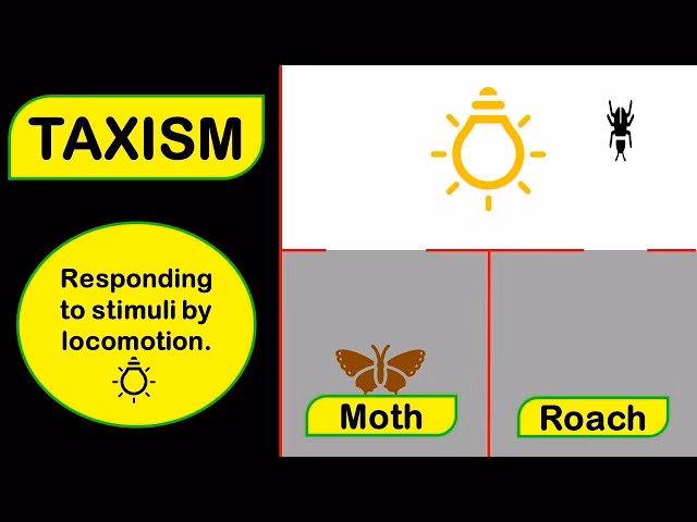 What is a negative taxi?