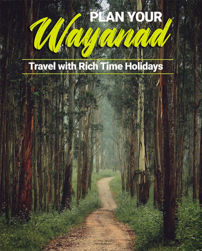 Is summer a good time for a forest holiday?