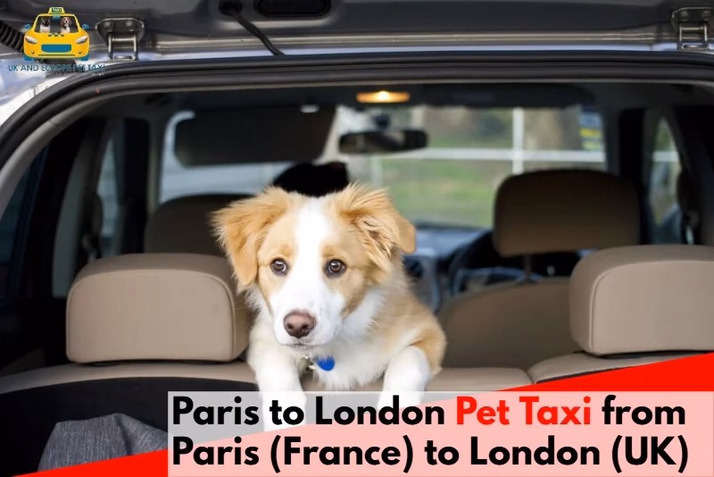How can I take my Dog to France?