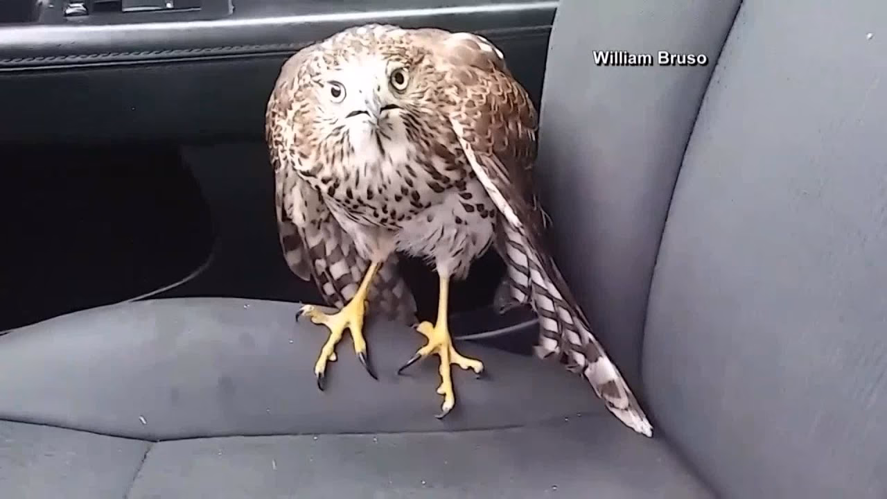 Who are Hawk Express cabs?