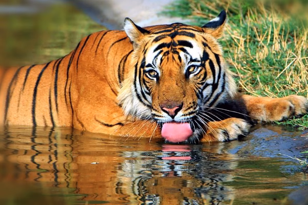 How to book a taxi from Jabalpur to Kanha?