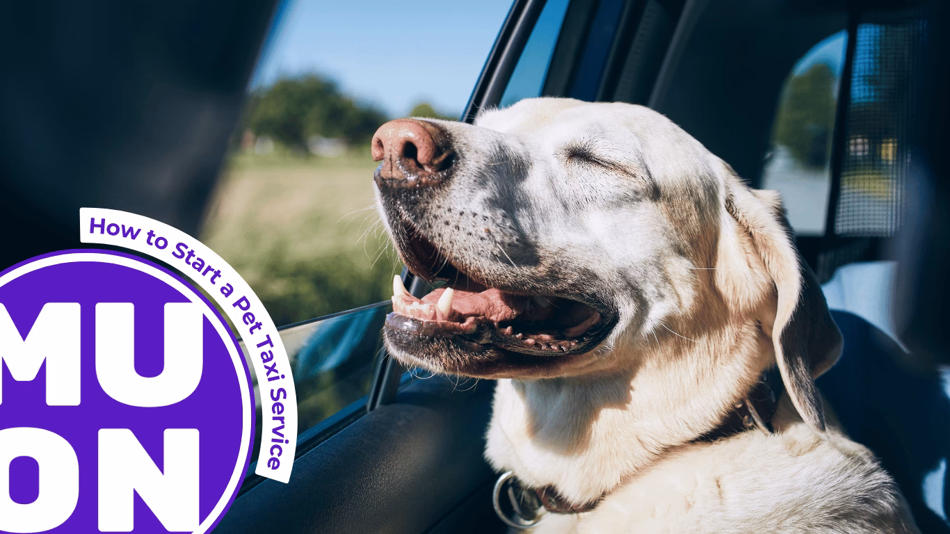 How to start a pet transport business?