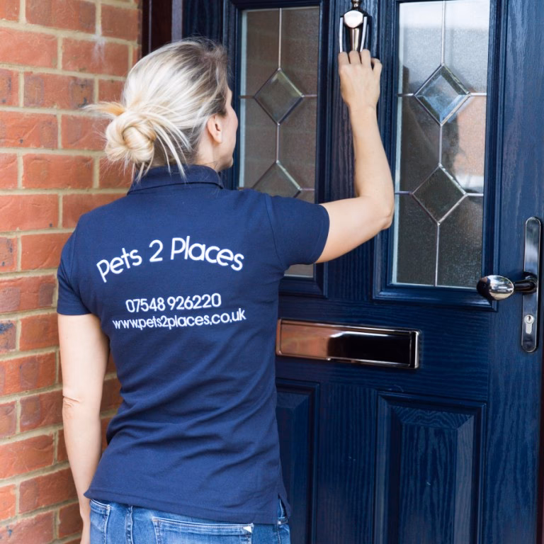 Should you start a pet taxi business in 2022?