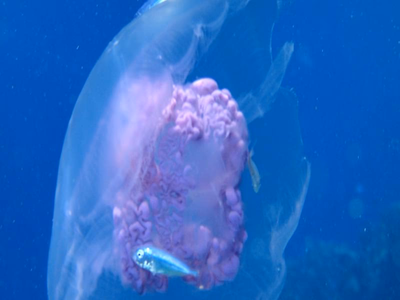 What happened to green jellyfish?