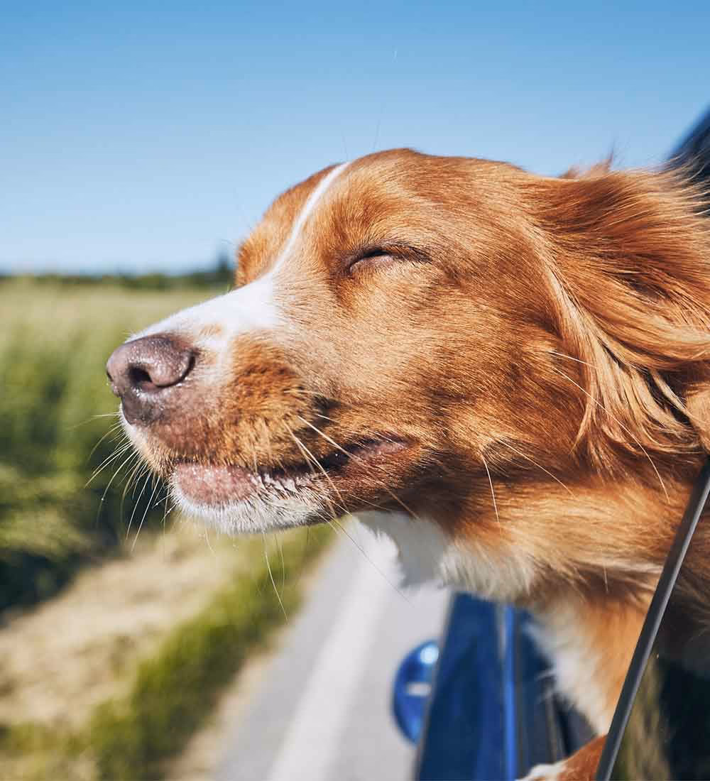 Where can I find pet care in Loanhead?