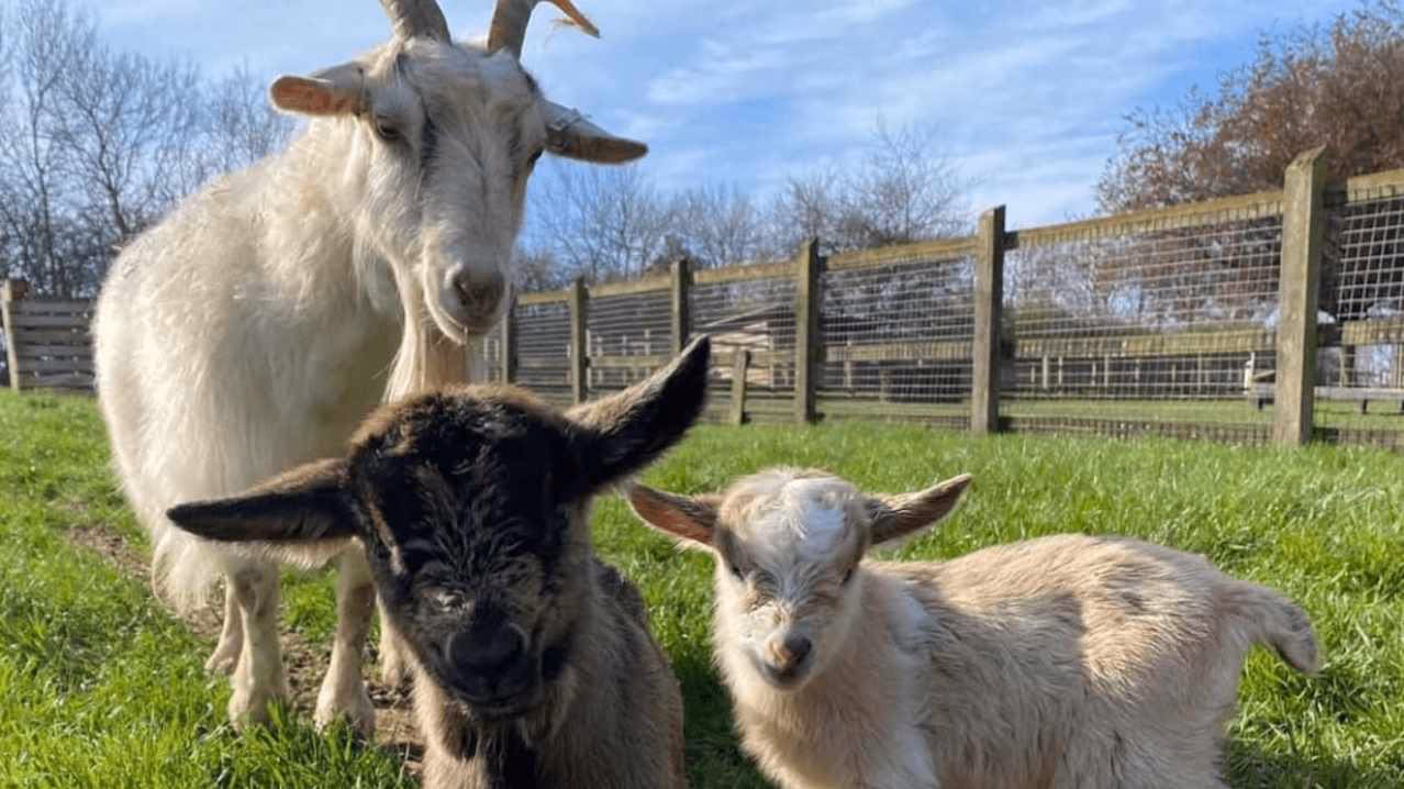 Will Luton Hoo disused station sell out?