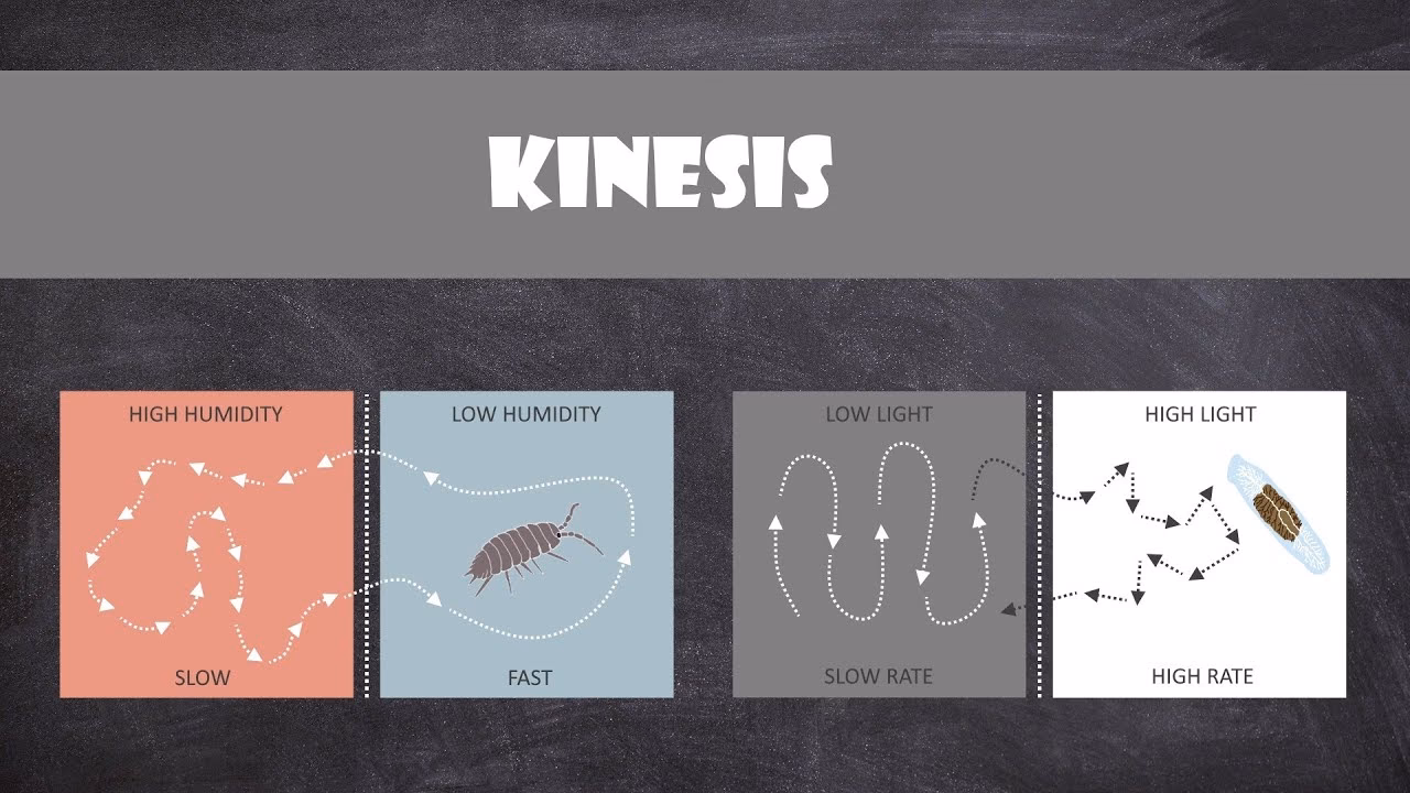 What is taxi kinesis?