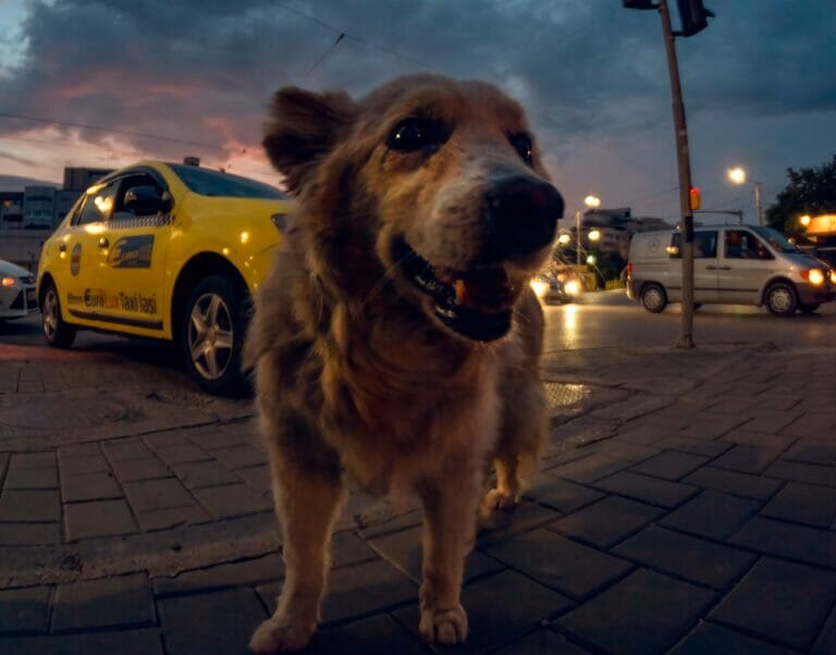 Does Pets 2 places use a multi crated Van?