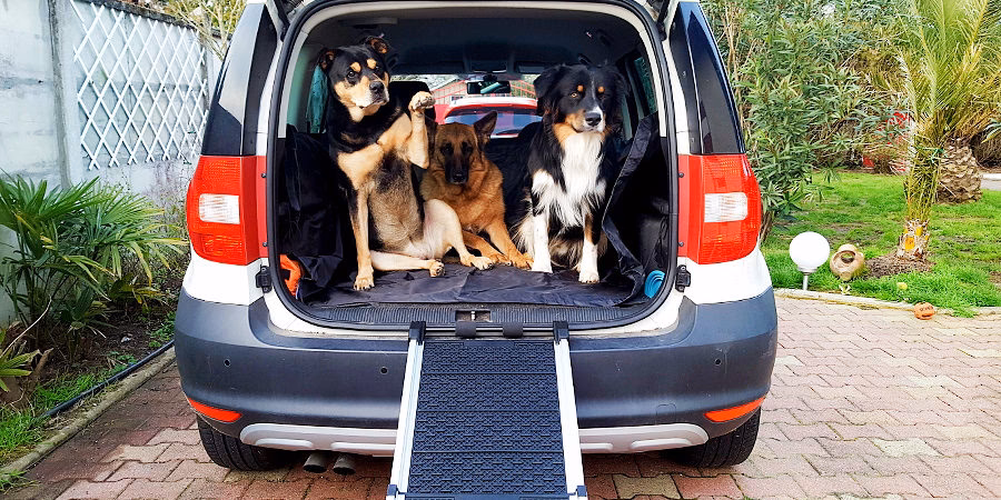 Quel est le rôle d'un taxi canin ?