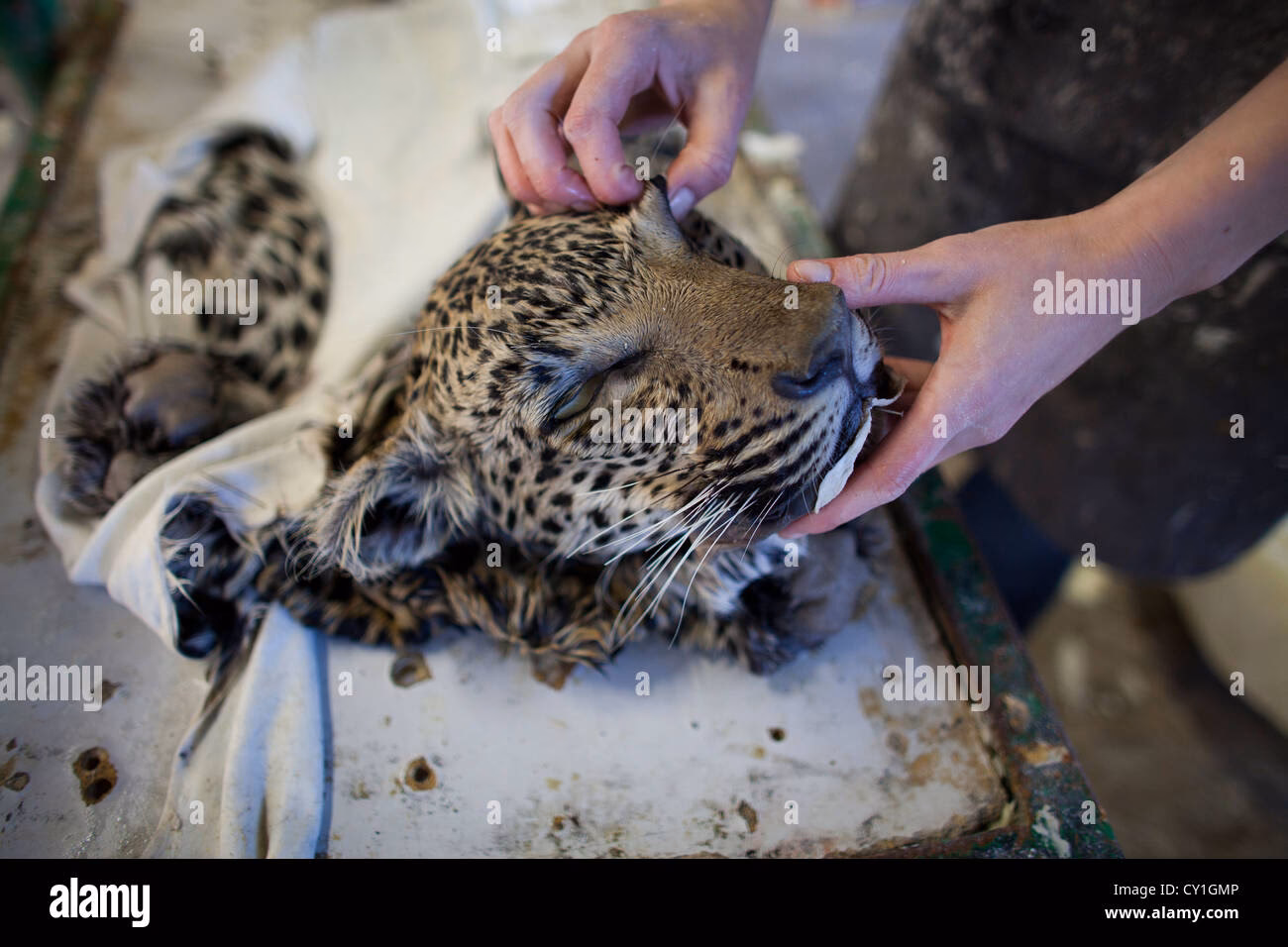 What does a taxidermy tool look like?