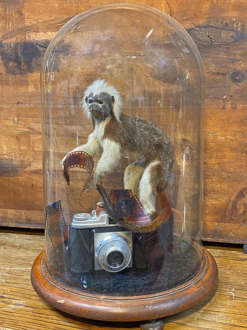 How do I contact taxidermy Emporium Ltd?